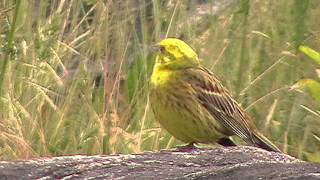 Goldammer Passeriformes Emberizidae Emberiza citrinella [upl. by Kcirrad]