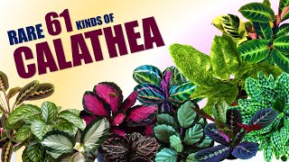 RARE 61 CALATHEA VARIETIES  HERB STORIES [upl. by Gnav]