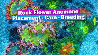 Rock Flower Anemone  Care placement breeding [upl. by Atinnod]