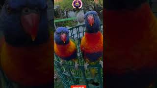 Loriini parrots  lorikeet parrots lorikeetparrot loriiniparrots [upl. by Oiramd190]