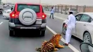 The Most Gruesome Tiger Attacks Ever Recorded [upl. by Nylrehc861]