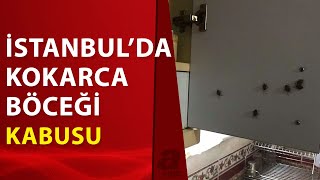 İstanbulda kokarca böcekleri evleri bastı  A Haber [upl. by Noby]