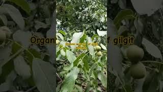 organic walnuts of GB reelsviraltrandingshorts [upl. by Ceil800]