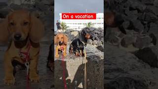 🐕🐶quotDachshund Beach Adventures Coco amp Milos Day Out🐾🥰 pets beach puppy dachshund pondicherry [upl. by Annabal]