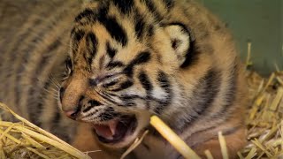 Adorable Tiger Cub Moments Part 1  BBC Earth [upl. by Gilbertina]