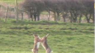 Boxing Hares [upl. by Arehc]