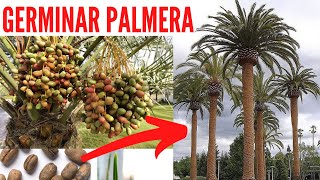 🌴🌴 COMO GERMINAR SEMILLAS DE PALMERA RAPIDO CON ESTE TRUCO  Como germinar palmera  Palmera Canaria [upl. by Concordia]