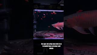 most beautiful aquarium setup fish feeds aquariumfish aquarium [upl. by Forward117]