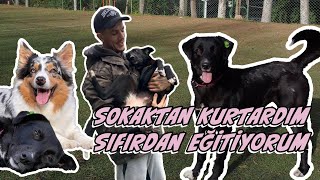 SALDIRIDAN KURTARDIĞIM KÖPEĞİ EĞİTEBİLECEK MİYİM 🐶 [upl. by Aniri]