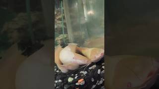 amazing catfish aquarium catfish viralvideo foryou [upl. by Ellesig]