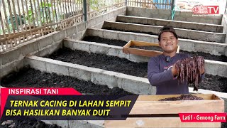 Sukses Ternak Cacing Pemuda ini Sebulan Memasok Cacing 850 Kg Harga 40 RibuKg [upl. by Yesdnyl]