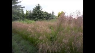 Calamagrostis ×acutiflora Karl Foerster trzcinnik ostrokwiatowy Karl Foerster [upl. by Abbi476]