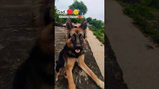 German shepherd ♥️😊 gsd gsdlove gsdlongcoat germanshepherd shorts viral doglover ytshort [upl. by Aicnilav]