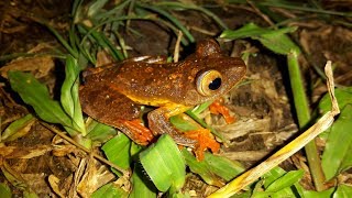 Borneo Various Animals and Plants  Pt 1 Tawau Hills with Taxon Expeditions [upl. by Anivid20]