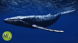 Underwater Whale Sounds  Full 60 Minute Ambient Soundscape [upl. by Mad]