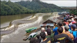 15 Serpientes Gigantes Mas Aterradoras Captadas En Video [upl. by Nagyam]