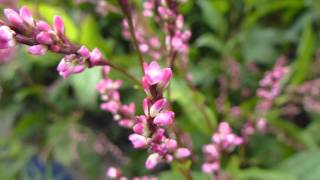 徳島で遊ぶ 板野郡上板町 藍の花 [upl. by Tonie]