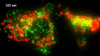 Dynamics of peroxisomes and mitochondria [upl. by Ettellocin790]