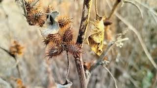 Xanthium strumarium PLANT [upl. by Fantasia506]