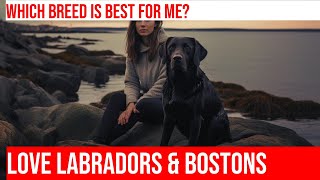 Labrador Retriever vs Boston Terrier Which Dog is Best for You [upl. by Oniluap215]