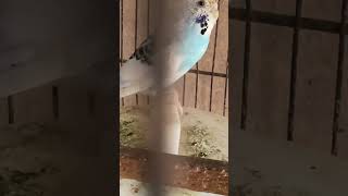 Cutie pie birds cockatoos parrot cackatoo youtubeshorts cockatiel birdslover [upl. by Seafowl114]