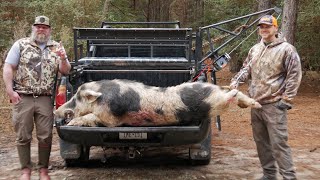 Big BAD 7 450 lb Hog Wilcox Hunts at Boars All Day [upl. by Aicetal357]