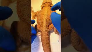 Bearded dragon shedding 😳 [upl. by Rednijar159]