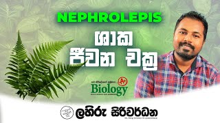 Life cycle of Nephrolepis sp  Lahiru Siriwardana Biology [upl. by Nnair19]