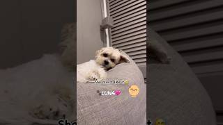 👅🐾 shichon zuchon cutedog shorts teddybeardogs funnydog mystressreliever love cute dog [upl. by Goldarina998]