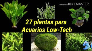 27 plantas para Acuarios low tech o acuarios de bajos requerimientos de agua dulce [upl. by Eillor]