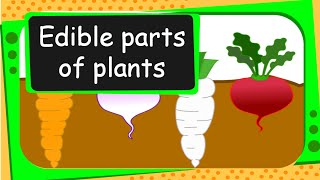 Science  Edible Parts of Plants  English [upl. by Liba]