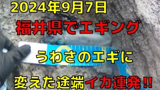 【このエギは本当に釣れました】2024年9月7日福井県エギング [upl. by Ahsillek]