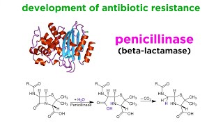 MethicillinResistant Staphylococcus aureus MRSA [upl. by Etem]