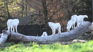 Hurlement de la meute de loups arctiques au petit matin [upl. by Enilra]