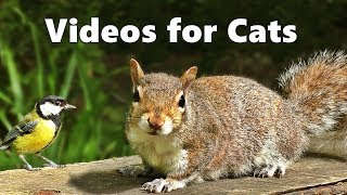 Videos for Cats to Watch  Squirrels and Birds Spectacular [upl. by Garmaise]