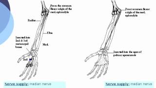 Flexor carpi radialis amp Palmaris longus  Ahmed Kamal [upl. by Xirtaeb]