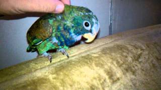 White Capped Pionus baby taming 2 weeks in [upl. by Lunnete]