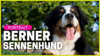 BERNER SENNENHUND  Rasseportrait  Aussehen Charakter Haltung amp mehr [upl. by Nailluj859]