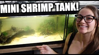 AQUASCAPING MY MINI SHRIMP TANK  ADayWithT [upl. by Zrike500]