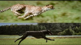 Cheetah vs Greyhound Speed Test  BBC Earth [upl. by Benge]