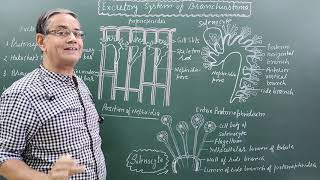 Excretory system of BranchiostomaAmphioxus [upl. by Gretchen]