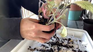 Fittonia Frankie and Mini Pink Comparison and Repotting [upl. by Hazard948]