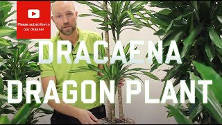 All you need to know about Dracaena  Dragon plant Most varieties [upl. by Ysied594]