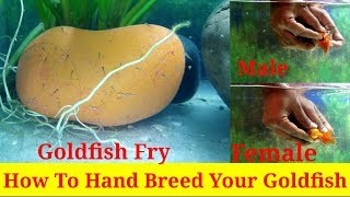 hand breeding goldfish Step by Step Complete Guide 100 success [upl. by Idleman]