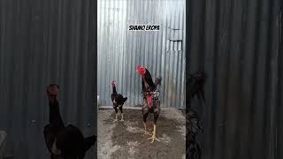 shamo Eropa line zuchter birds ayam shamoindonesia chicken animals rooster bird shamoeropa [upl. by Dewhurst]