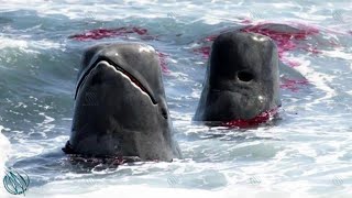 PILOT WHALE ─ Even Orcas are Afraid of the Cheetahs of the Deep Sea [upl. by Horlacher]