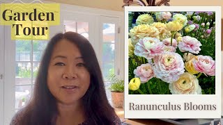 Ranunculus Blooms and July Garden Tour [upl. by Ranilopa]