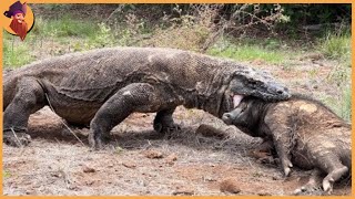 15 Komodo Dragons Swallowing Animals [upl. by Latsyrhc]