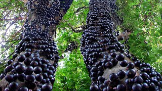 How they Harvest amp Process Tons of Jabuticaba Fruit in Brazil [upl. by Ecire]