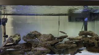 My 75 Gallon Tanganyikan cichlid aquarium update [upl. by Reede]